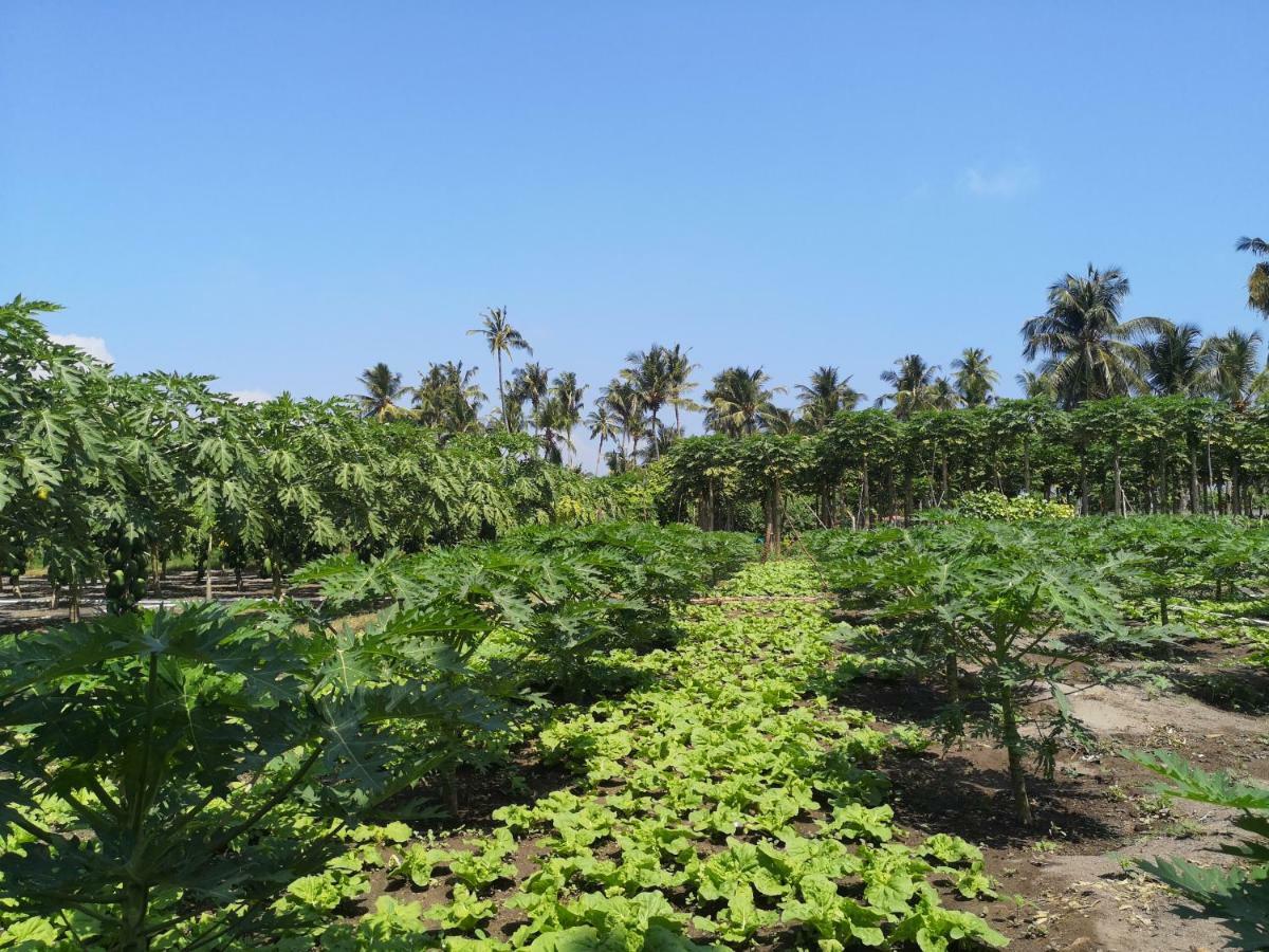 Thila Farm View Hotel Thoddoo Ngoại thất bức ảnh